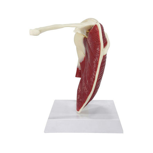 Mô hình Vai với Khớp Xoay Động [SKU: MG29750]