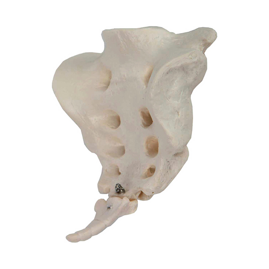 Mô hình Xương cùng và Xương cụt [Mã sản phẩm: MG31088]