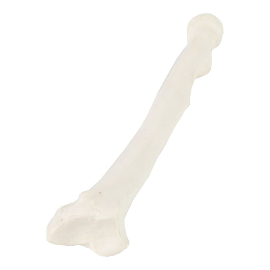 Mô hình cẳng tay người lớn [SKU: MG16861]