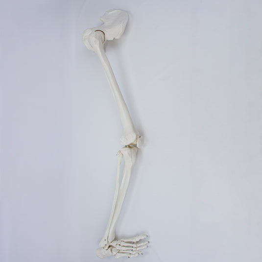 Mô hình Chân có Xương Hông và Bàn Chân, Gắn Bằng Dây [Mã sản phẩm: MG22954]