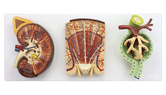 Mô hình Thận, Tiểu cầu thận, Mạch máu & Thể nhện thận, Bộ 3 chiếc [Mã sản phẩm: MG31021]