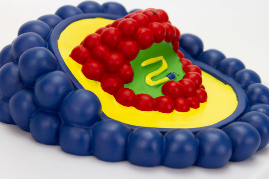 Mô hình virus HIV, phóng đại [SKU: MG19659]