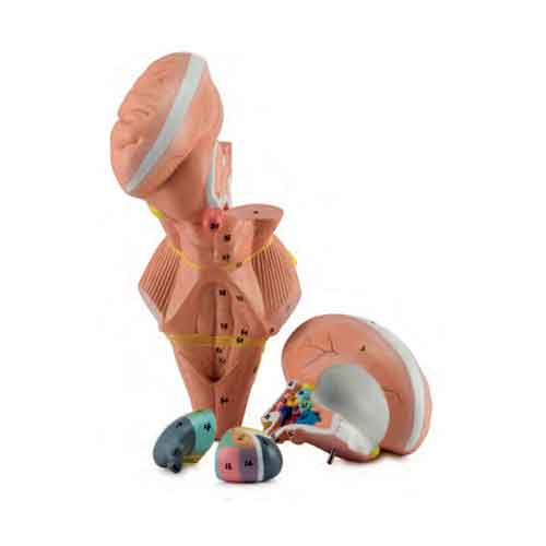 Mô hình thân não và vùng dưới đồi, phóng to gấp 2 lần, 4 phần [Mã sản phẩm: MG32071]