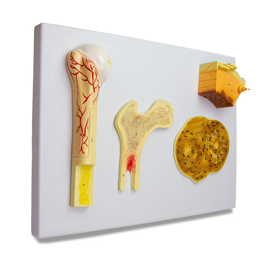 Mô hình xương, 4 phần [SKU: MG23172]