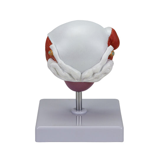 Mô hình Bệnh bàng quang và tuyến tiền liệt [SKU: MG22730]