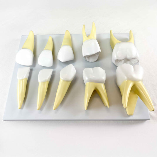 Mô hình răng sữa trẻ em, phóng to gấp 10 lần [SKU: MG31150]